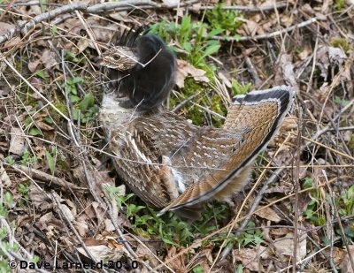 DSC_8742.jpg