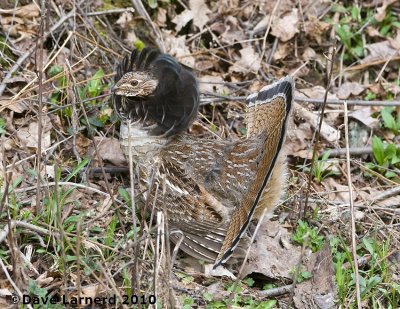 DSC_8735.jpg