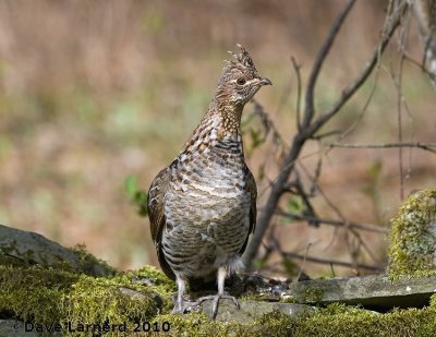 DSC_8778.jpg