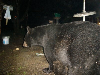 smokey4.25.2.jpg
