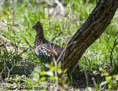 DSC_9105.jpg