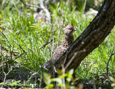 DSC_9112.jpg