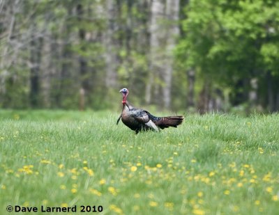 DSC_9156.jpg