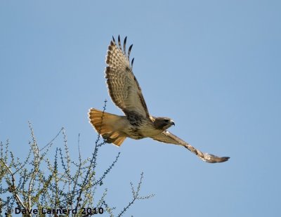 DSC_9132.jpg