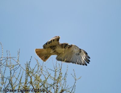 DSC_9131.jpg