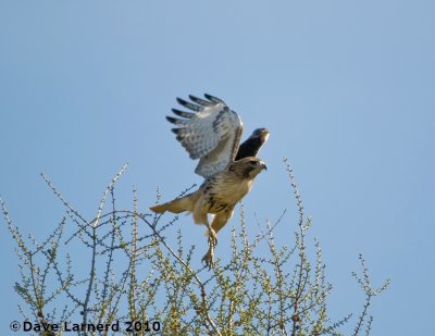 DSC_9130.jpg