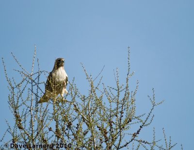 DSC_9128.jpg