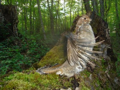 Male Ruffed Grouse drumming