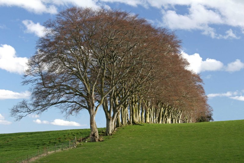 Beech Row