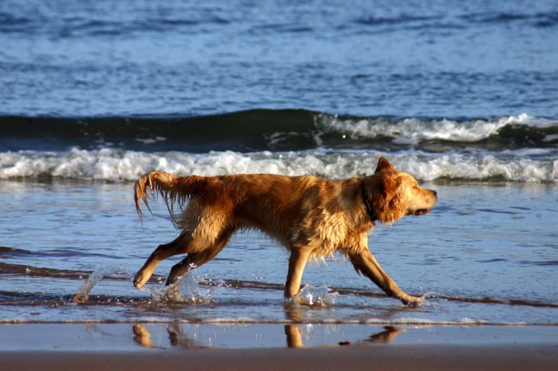 golden dog