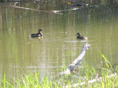 Least and Pied-billed Grebes