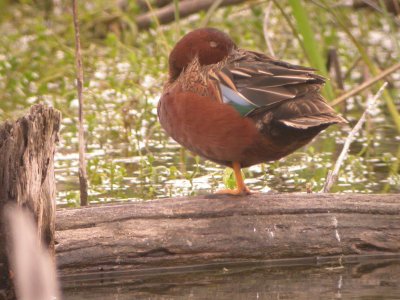 Cinnamon Teal