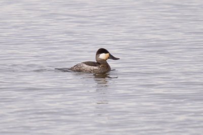 Ruddy Duck  Nonbreeding