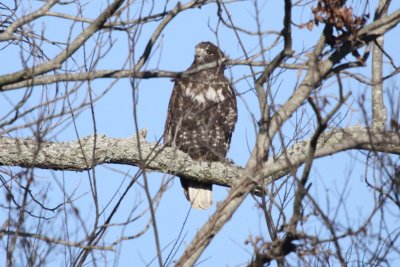 Red-tailed Hawk  (Harlan's)