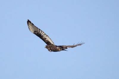 Red-tailed Hawk  ( Harlan's)