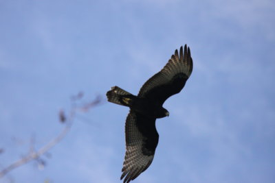Zone-tailed Hawk Juvenile