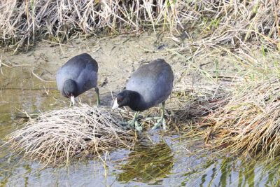 American Coot