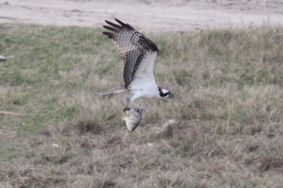 Osprey