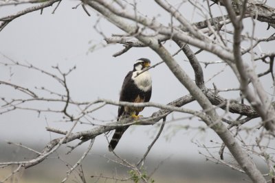 Aplomado Falcon