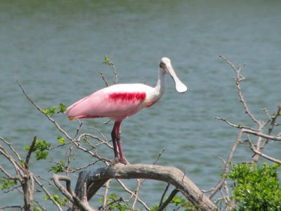 Roseate Spoonbill