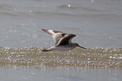 Willet