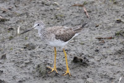 Greater Yellowlegs