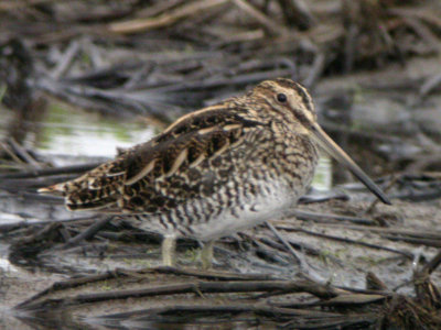 Common Snipe