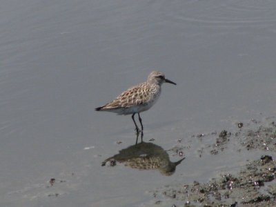 White-rumped Sandpiper