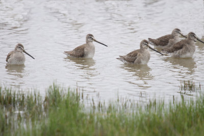 Long-Billed Dowitchers