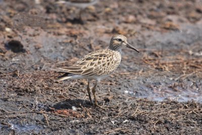 Pectoral Sandpiper