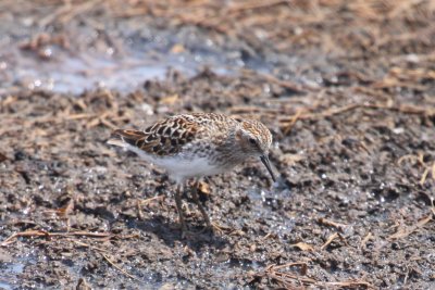 Least Sandpiper