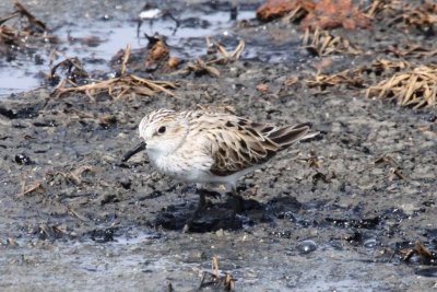 Semipalmated Sandpiper