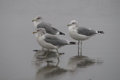 California Gulls