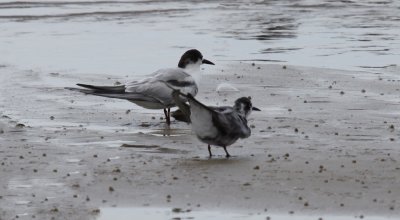Black Tern & Common Tern