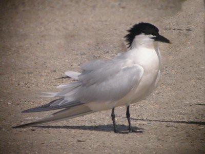 Sandwich Tern