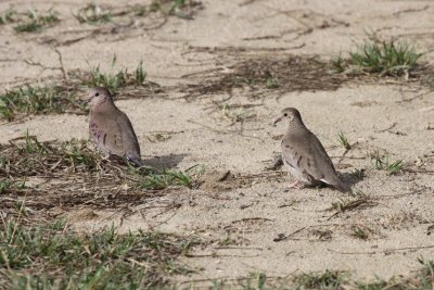 Common Ground Dove   Male & Female