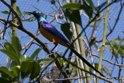 bird.jpg