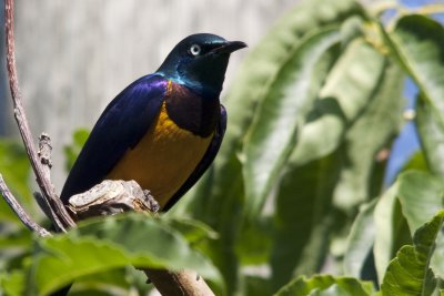 bird2.jpg