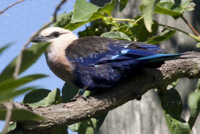 bird3.jpg