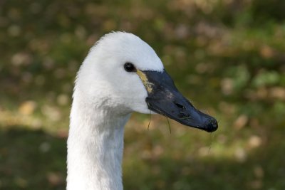 goose.jpg