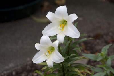 lily.jpg