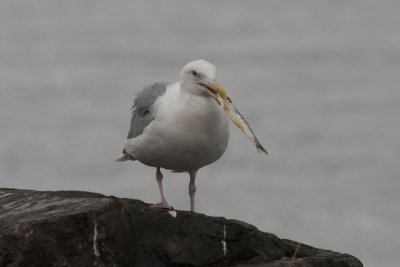 gull.jpg