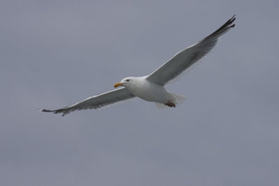 gull2.jpg