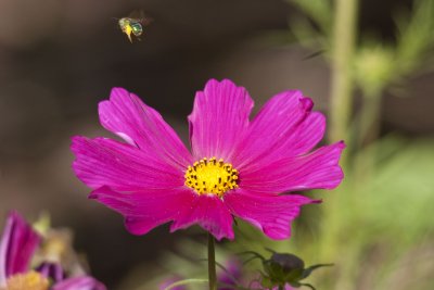 IMG_1466.jpg