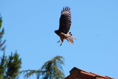 Backyard hawk 20070713_1053-1.jpg