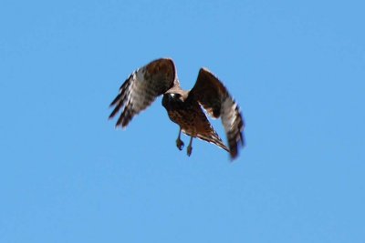 Backyard hawk 20070713_1053-2.jpg