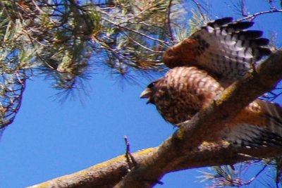 Backyard hawk 20070714.jpg