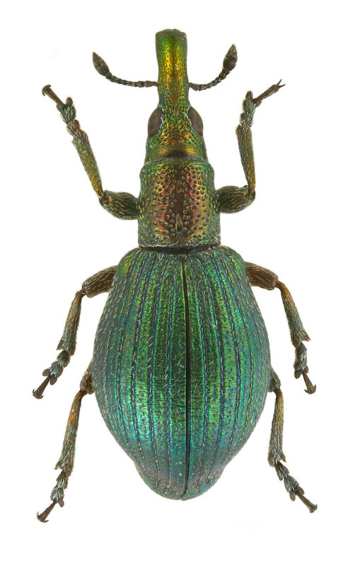 Apion artemisiae (Russia) -  body length: 3.5 mm