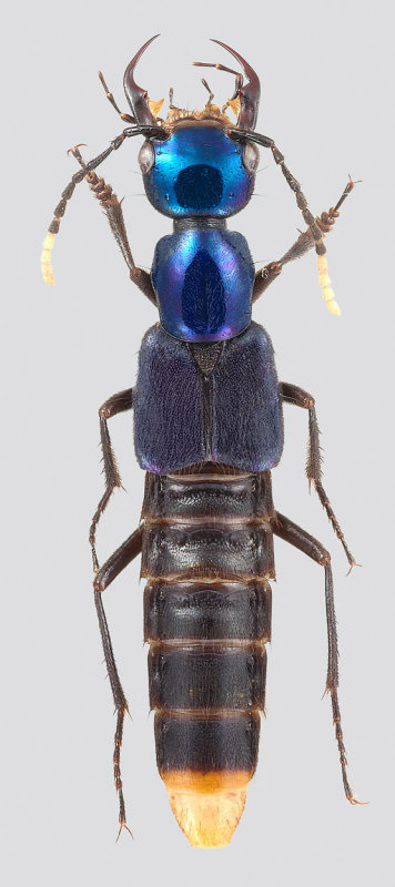 Hesperosoma britakaiserae (Fam. Staphylinidae), Nepal