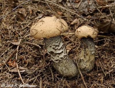 Leccinum versipelle